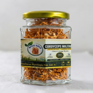 Mycogold Cordyceps militaris