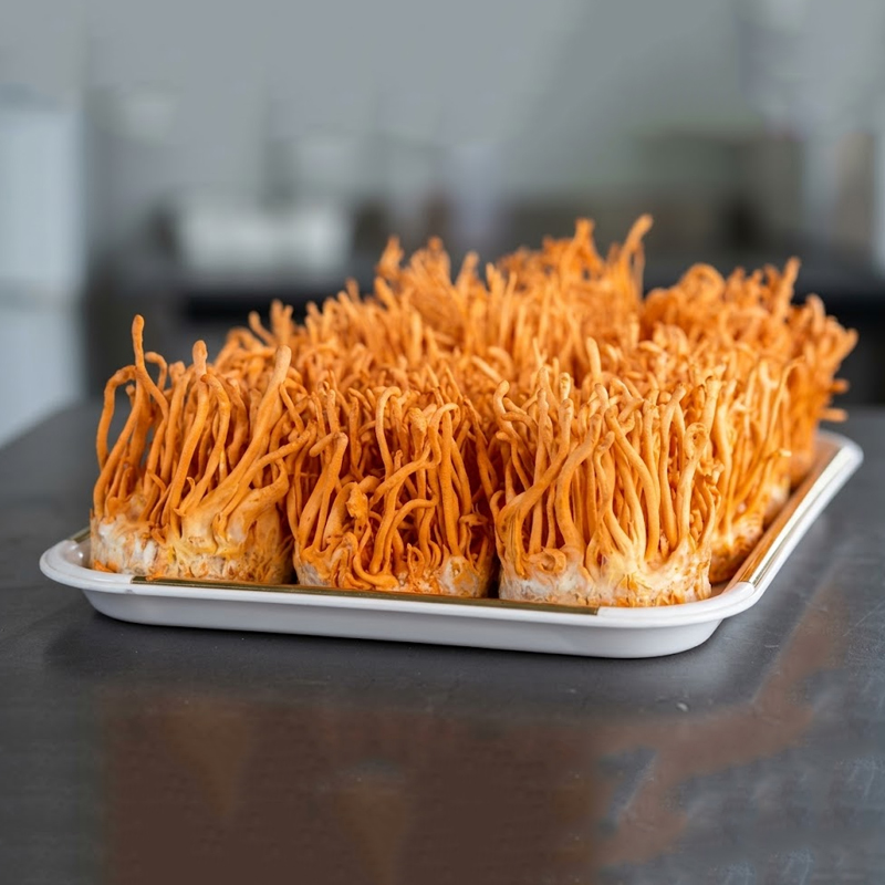 Mycogold Cordyceps militaris - Image 3